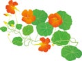 Tropaeolum majus